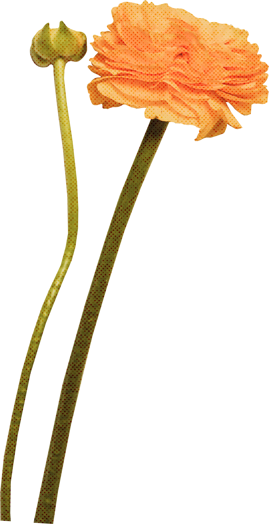 优雅复古花朵花卉植物字母装饰插画无缝背景PNG免抠手账设计素材【021】